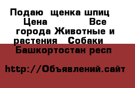 Подаю. щенка шпиц  › Цена ­ 27 000 - Все города Животные и растения » Собаки   . Башкортостан респ.